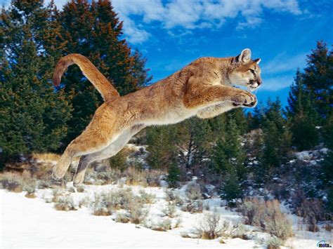 Cougar Wallpapers - Top Free Cougar Backgrounds - WallpaperAccess