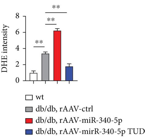 Mir P Overexpression Enhances Apoptosis Ros Production And