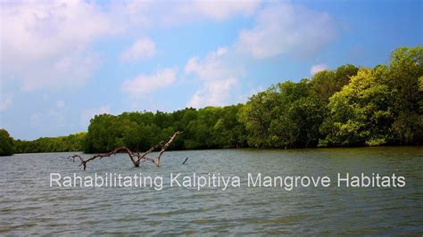 Kalpitiya Mangrove Planting By The Green Movement And Arinma Holdings