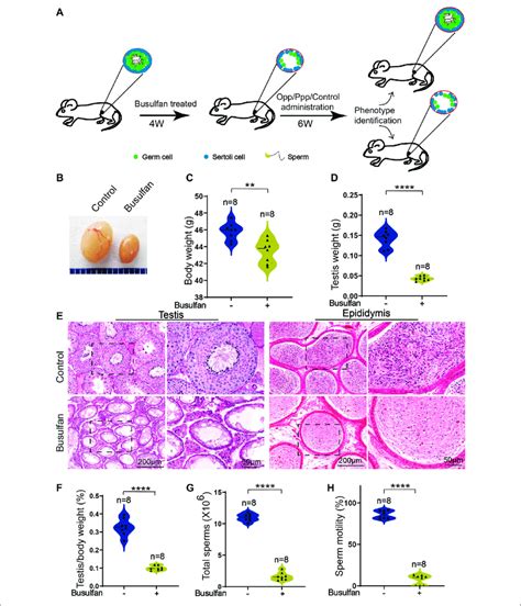 Busulfan Induced Germ Cell Loss In Mouse Testes A Schematic