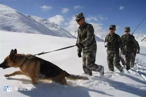 感人｜边防战士爱军犬：缺谁也不能缺了无言战友 每日头条