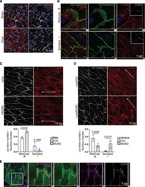 ROR2 PCP A New Pathway Controlling Endothelial Cell Polarity Under Flow