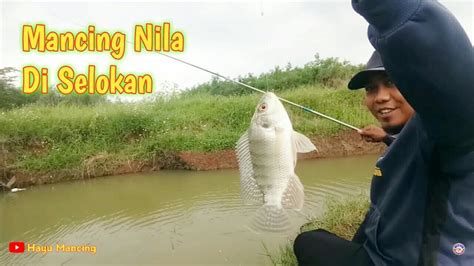 Mancing Nila Umpan Lumut Di Selokan YouTube