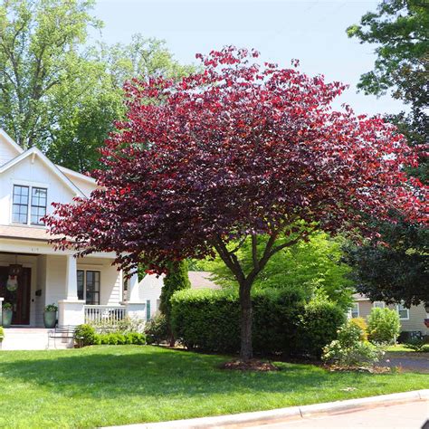 Forest Pansy Redbud Trees for Sale – BrighterBlooms.com