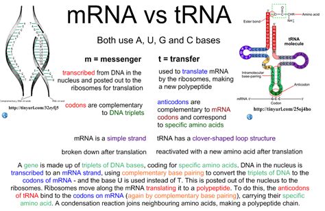 Comparison Between Mrna And Trna Biochembayern