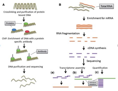 Next Generation Sequencing Technologies And Their Impact On Genome