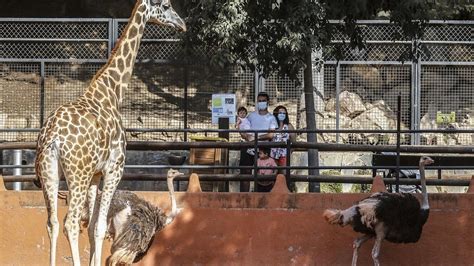 El Zoológico De Córdoba Sumó 1400 Visitas En Julio Tras Su Reapertura