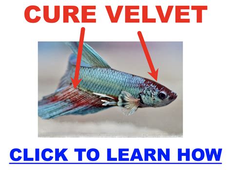 How To Treat Betta Fish Suffering From Velvet Wild Betta Blog How