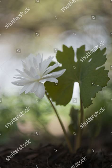 Bloodroot Sanguinaria Canadensis Flore Pleno Emsland Editorial Stock