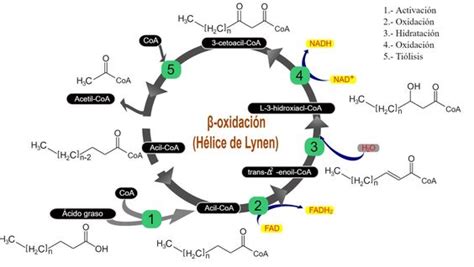 Lección 9 3 Beta oxidación de los ácidos grasos BIOLOCUS