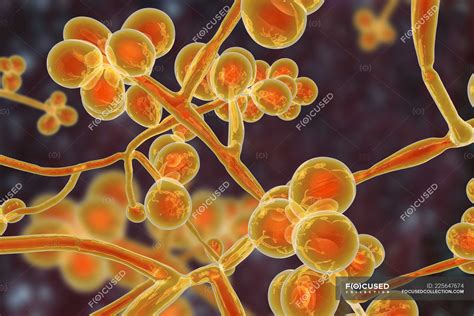 Obra Digital Del Hongo De Levadura Unicelular Candida Auris