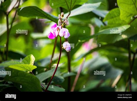 Bean Flower In Garden With Green Fieldsflat Lima Bean Flower On