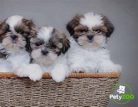 Cuántas veces se puede bañar a un Shih Tzu Beagle Spain Tu Web y