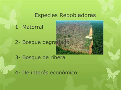 La Reforestacion Diapositivas Ppt