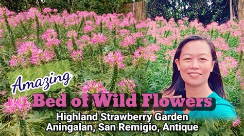 Highland Strawberry Garden Aningalan San Remigio Antique Summer