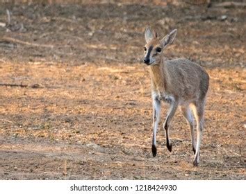 Gray Duiker Images Stock Photos Vectors Shutterstock