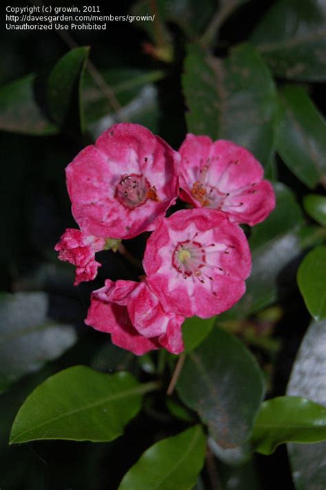 Plantfiles Pictures Kalmia Calico Bush Mountain Laurel Spoonwood