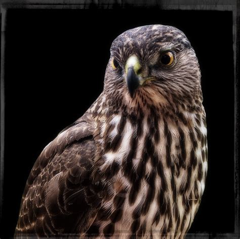 Free Images Nature Wing Beak Frame Hawk Owl Fauna Raptor Bird