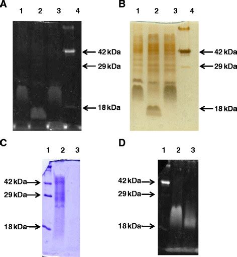 SDS-PAGE and gel staining of glycosylated proteins extracted from F.... | Download Scientific ...