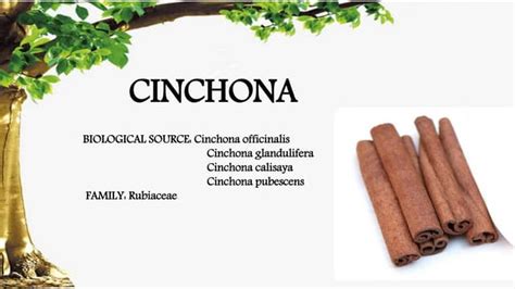 CINCHONA CONSTITUENTS AND USES | PPT