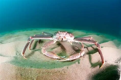 Snow Crab Facts Size Diet Pictures All Animal Facts