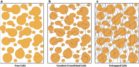 Schematic Representation Of Cell Immobilized Techniques A Free Cells