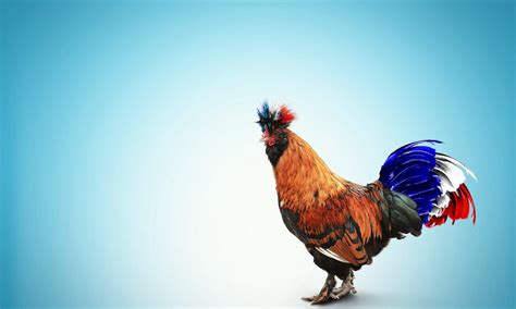 Pourquoi l emblème de la France est le coq