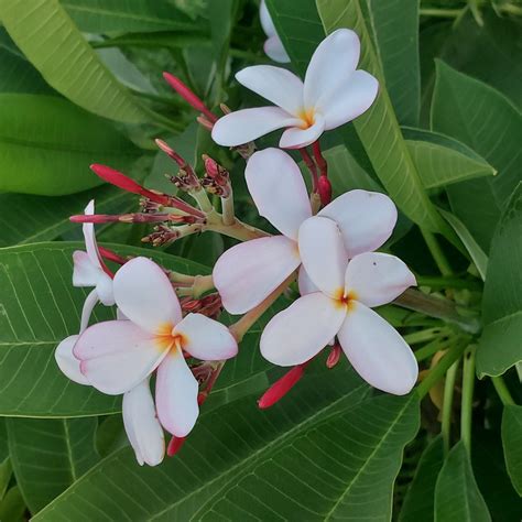 Plumeria Flower Free Stock Photo Public Domain Pictures