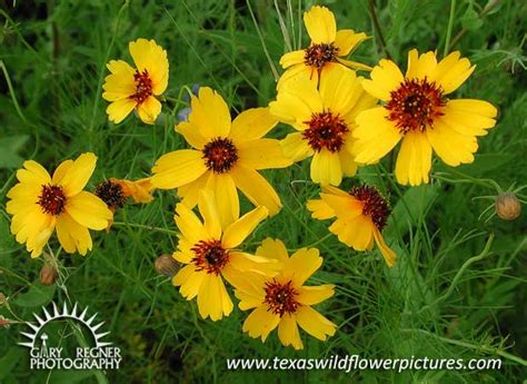 Texas Wildflower Identification Index Texas Wildflower Pictures And Identification By Gary