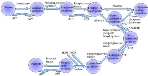 Glycolysis - Diagram, Steps, Pathway (Cycle), Products, Enzymes