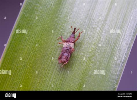 macro photo of sitophilus oryzae Stock Photo - Alamy