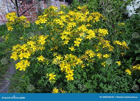 Flowering Medicinal Plant St John S Wort Latin Hypericum Stock Photo