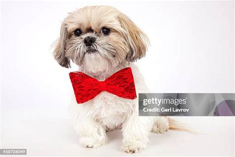 Shih Tzu Bow Photos And Premium High Res Pictures Getty Images