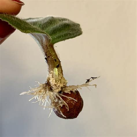 First African Violet propagation! : r/propagation