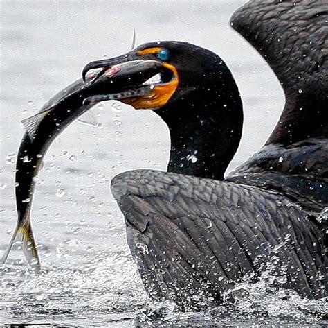 Cormorant hunting season began Super Bowl Sunday on two South Carolina ...