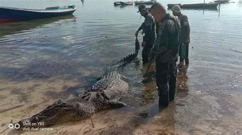 Huge Crocodile Bites Hole In Boat Before Dragging Man Through It And Killing Him World News