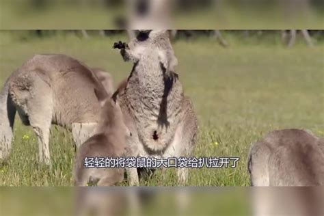 男子好奇翻开袋鼠的口袋，下一秒蒙圈了：为我的好奇自罚一杯！