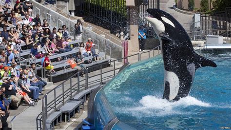 The Story Of Seaworld S Shamu Killer Whales Bbc News