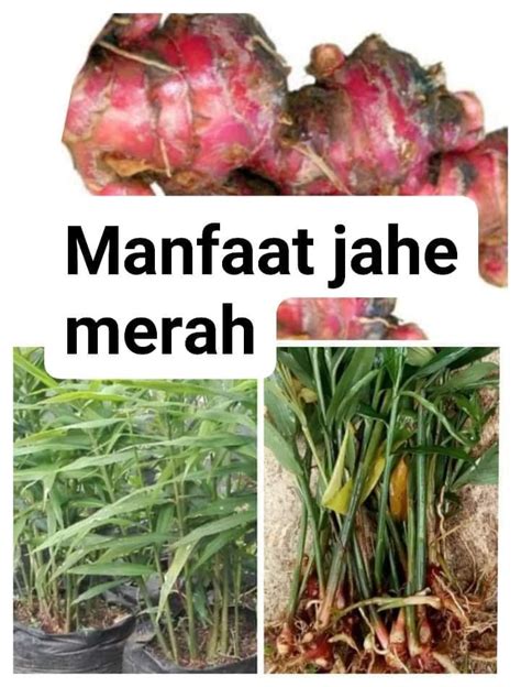 Manfaat Jahe Merah Posgar