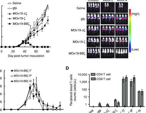 Human Mov Bbz Car T Cells Eradicate Large Preestablished Tumors In