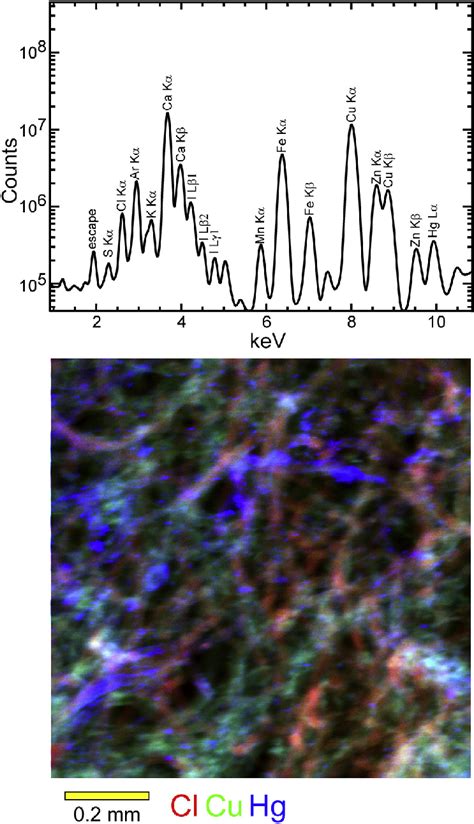 Synchrotron Xrf Spectra And Compositional Map Of Ferrante Embalming Download Scientific Diagram