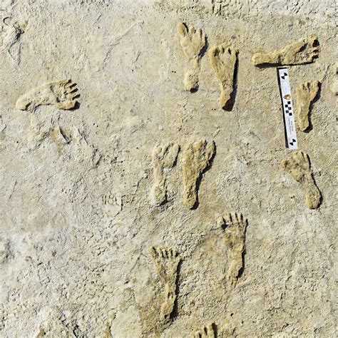 Ancient Footprints Show Humans Lived In The Americas Earlier Than Once