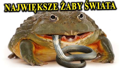 Jak Wyglądają i Co Jedzą Największe ŻABY Świata YouTube