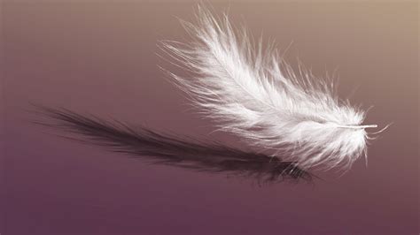 Feather Desktop HD Wallpaper 36804 - Baltana