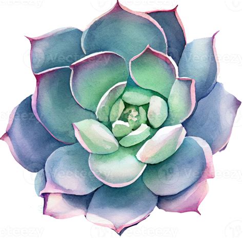 Succulent Watercolor Illustration 21183391 PNG