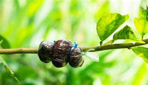 Alporquia técnica para clonar plantas da forma correta