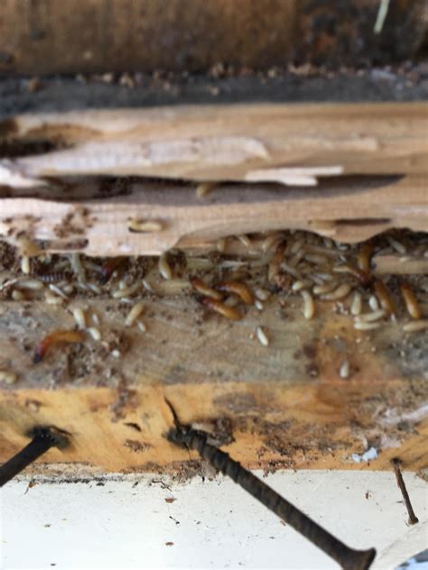Jennings Termite & Pest Control | Burbank CA