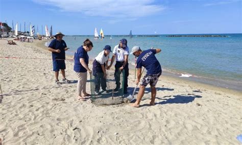 Tartaruga Caretta Caretta Depone Le Uova Sulla Spiaggia Di Cupra