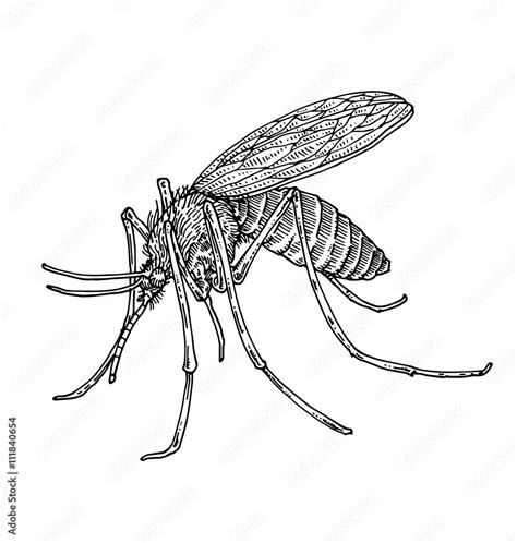 Mosquito Stock Vector Adobe Stock