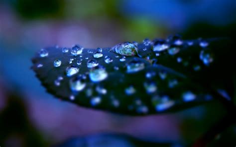 Wallpaper Leaves Nature Water Drops Blue Dew Leaf Flower Plant